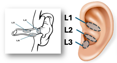 Left Ear Diagram